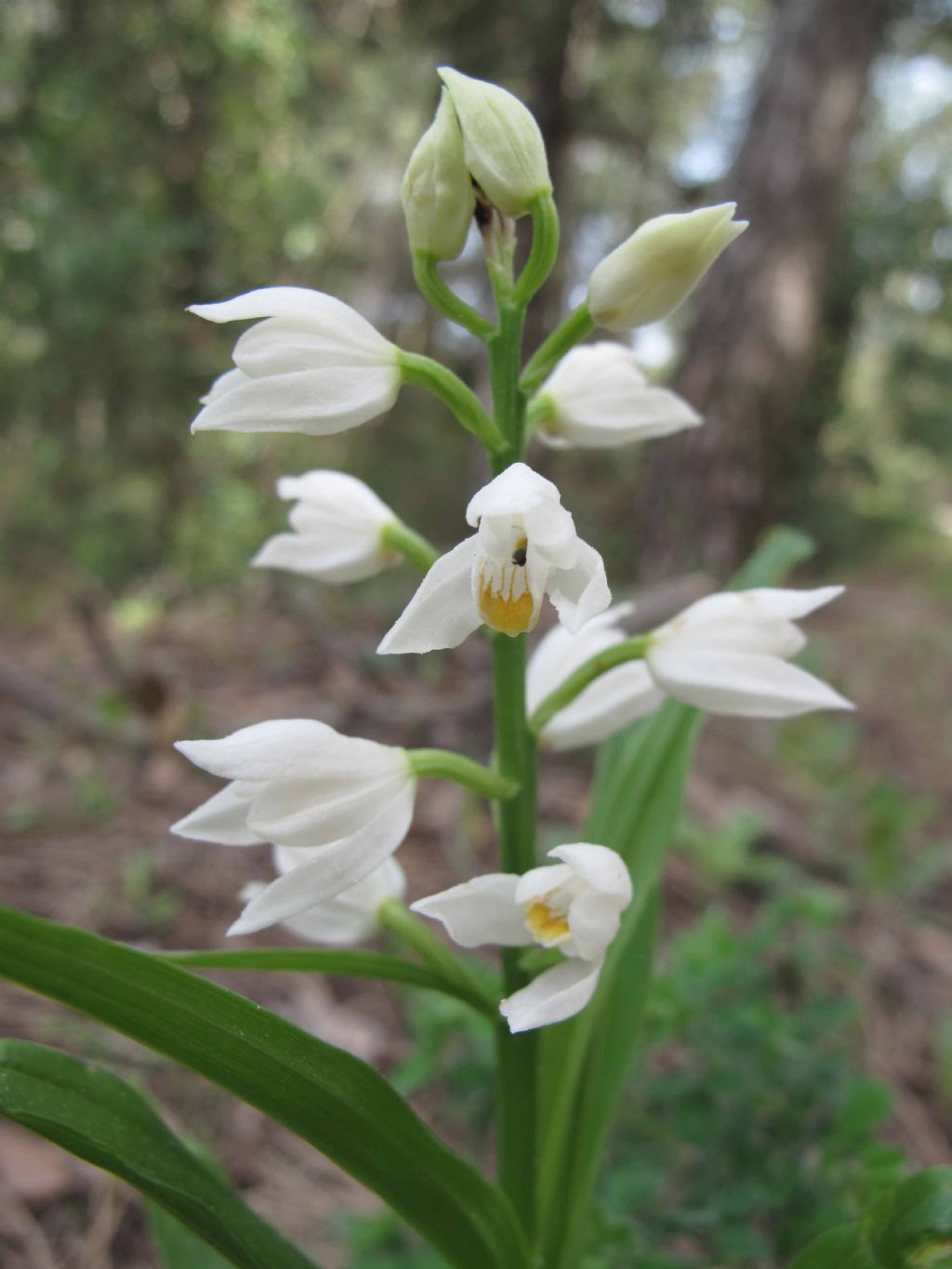 Orchidee del Vesuvio